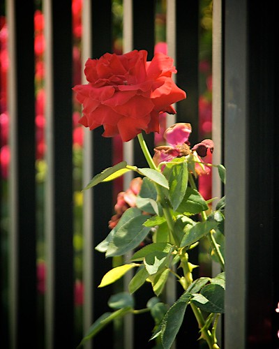 Roses and Wrought Iron