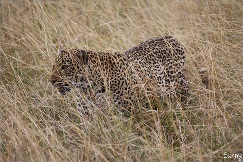 你拍攝的 24 Masai Mara - Leopard。