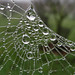 Tatton park garden - jewelled web