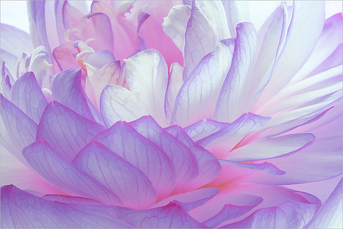 Lotus Flower Macro - IMG_4695 by Bahman Farzad