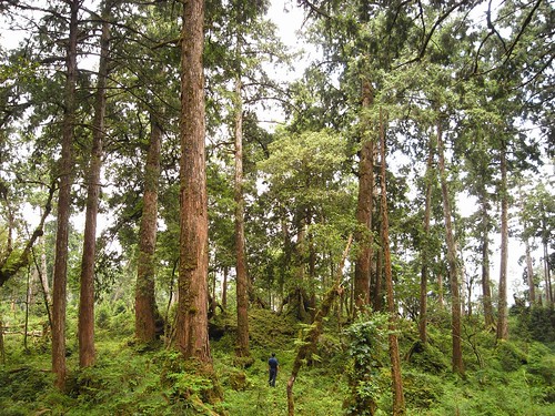 台灣仍保有全世界最大面積的原始檜木林。圖片來自：農委會林務局。