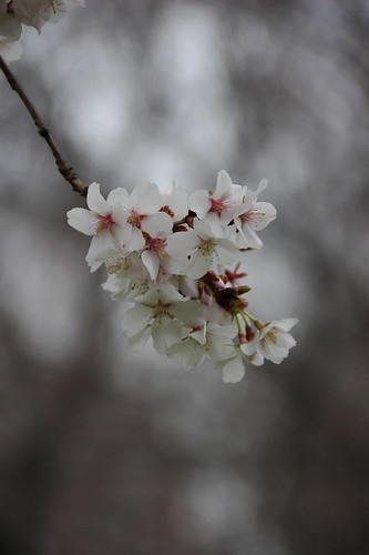 Prunus sargentii 'Fudansakura'