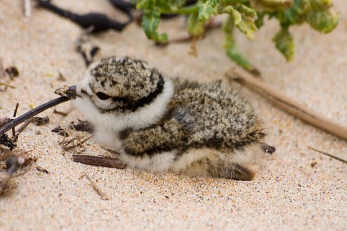 Ringed plover chick 1