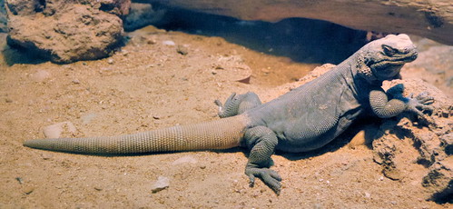 Saint Louis Zoological Garden, in Saint Louis, Missouri, USA - lizard
