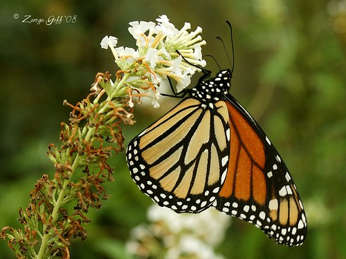 Monarch Butterfly "Danaus plexippus"