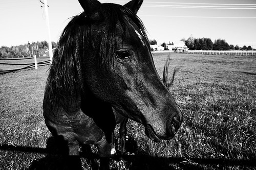 Black And White Modeling. Horse modeling for me in Sussex, New Brunswick. Black and White edit in Photoshop