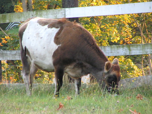 Farm animal on Beacon Avenue South, October 2008. Photo by Jason.