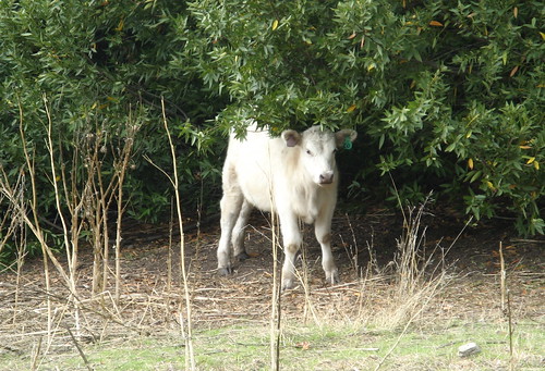Calf in the woods