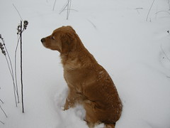 Golden Retriever in the Snow