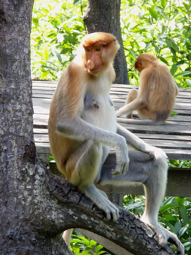 Proboscis monkey female