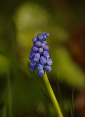 Muscari bothryoides | Blauwe druifjes, Grape hyacinth