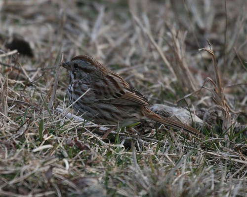 Song Sparrow