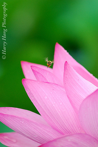 3_2135-Flowers, Lotus, Bee, Blossomy, Fullblown-Taiwan 台大農場-蓮花荷花 by Harry‧黃基峰‧Taiwan.