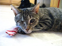 Maggie with catnip candy cane