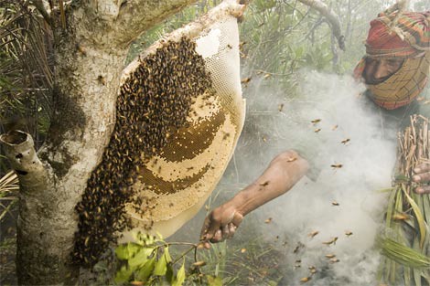 Collecting Honey, Sundarban Forest, Bangladesh, 2007