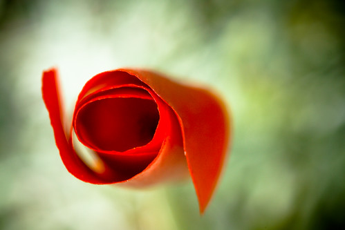 Red Californian Poppy
