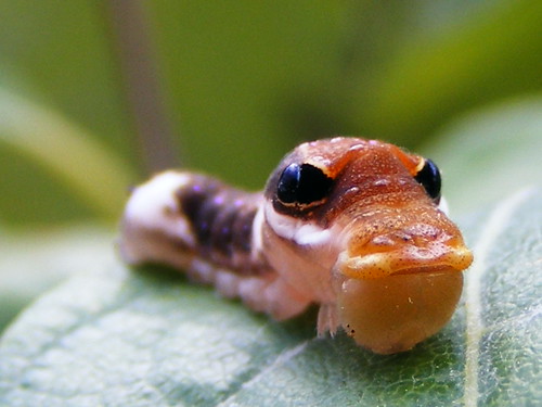 Caterpillar in Disguise