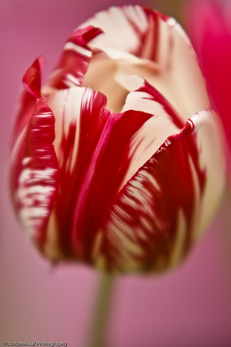 Red and white strips tulip (by autumn_leaf)