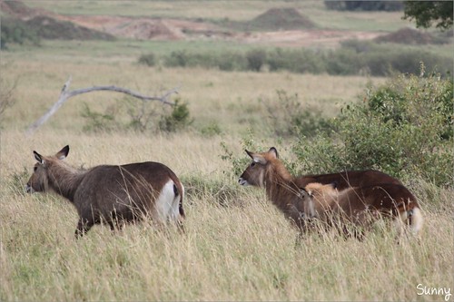 你拍攝的 35 Masai Mara - Waterbuck。
