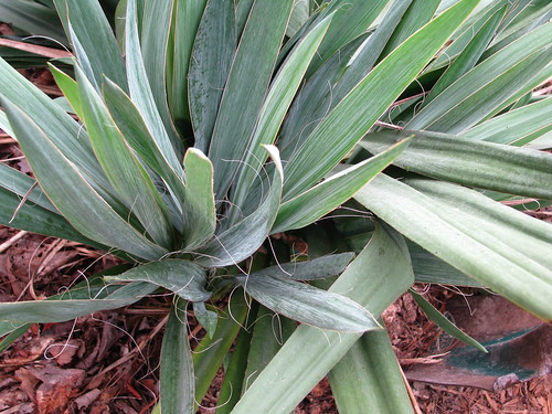 Another baby yucca