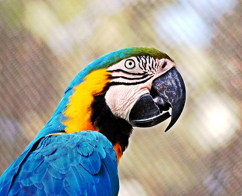 Parrot Beauty