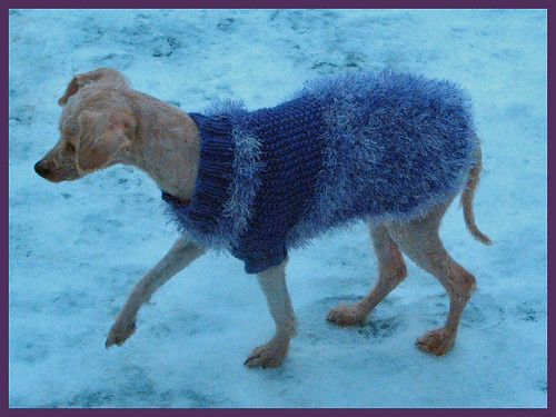 Dog Sweater 04