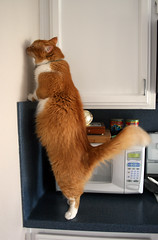virtuves siena katinas