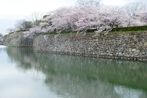 護城河上的櫻花