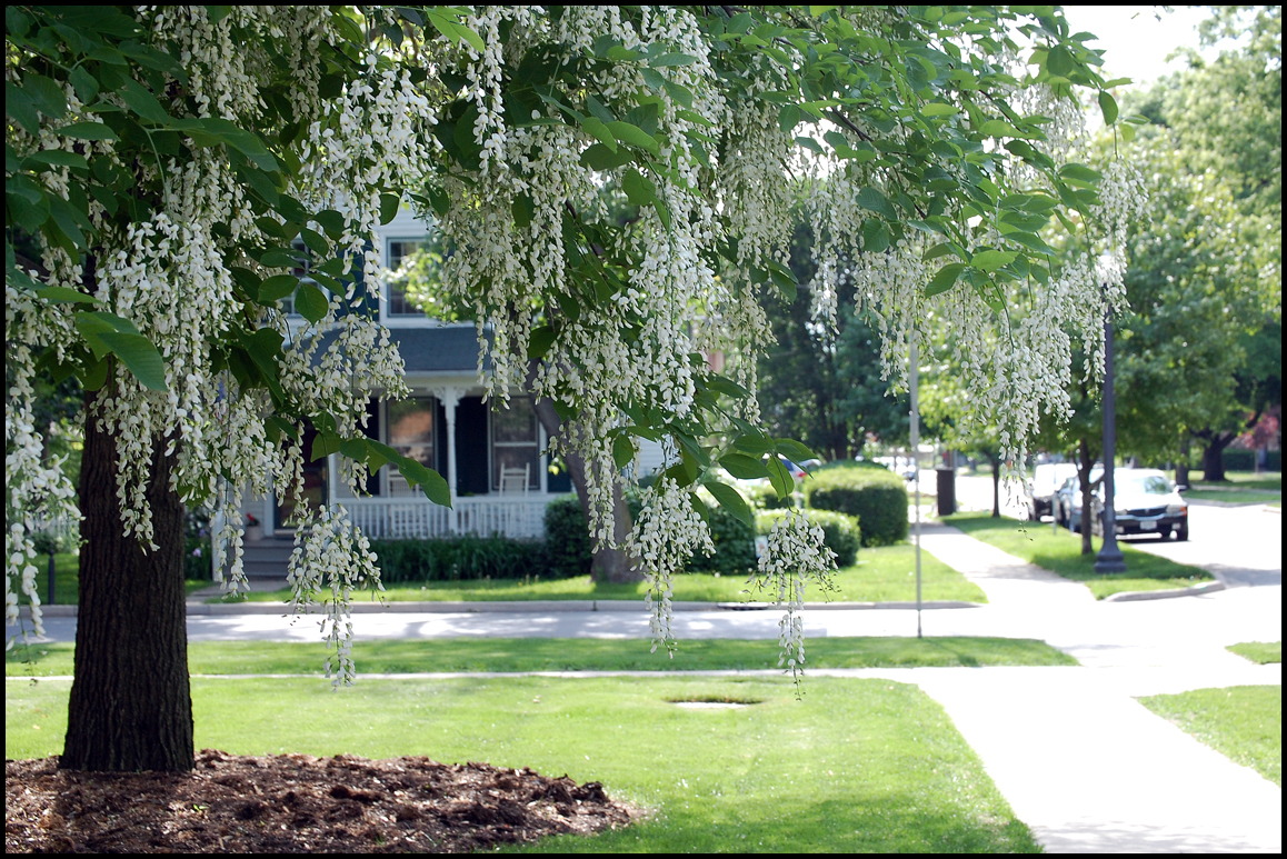 Final Front Garden Design - Planting Trees Holyoke Home