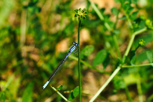 Thin and Beauty: Blue Dragonfly (damselfly)