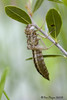 Dragonfly Larvae skin