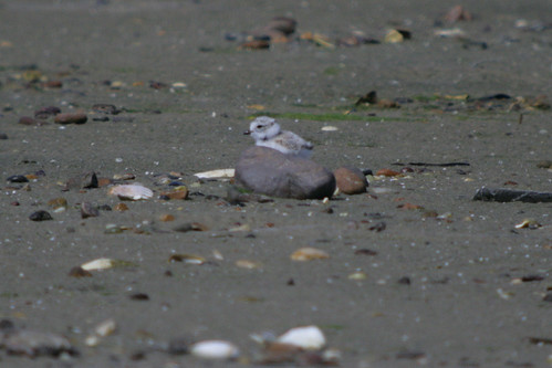 Piping Plover Chick