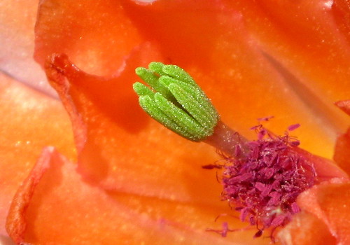 Cactus flower macro