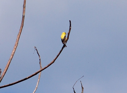 Goldfinch2 Along Pine Creek Trail