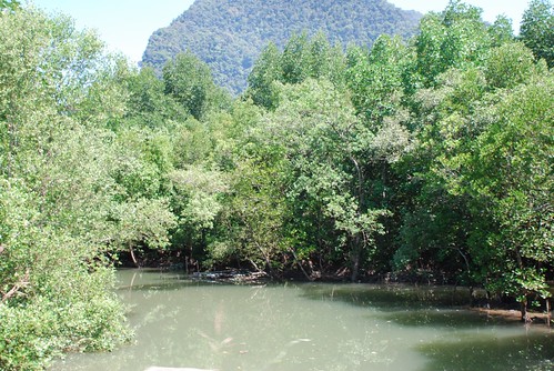 A small stream surrounded by mangroves