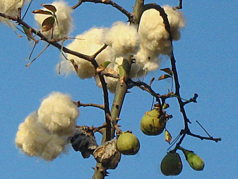 27-11-2008-cottonwoolontree