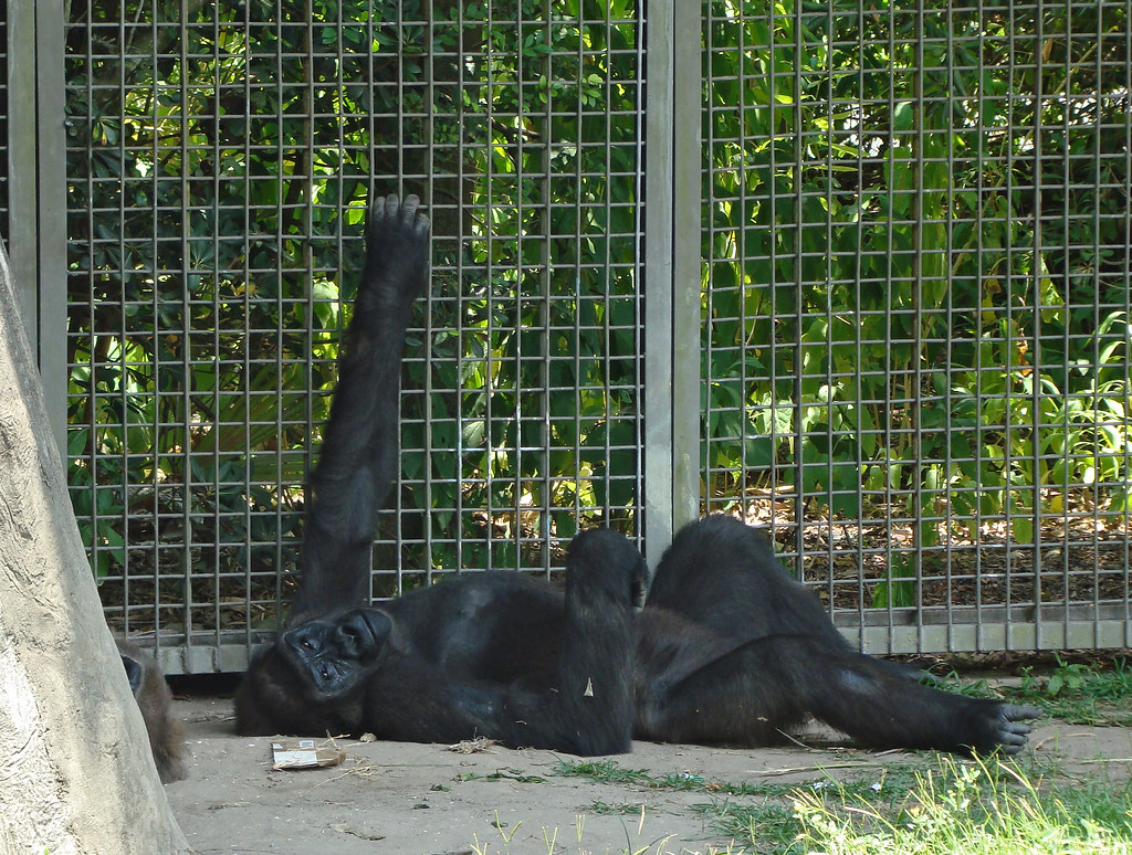DSC06460 chimpanzee Audubon Zoo