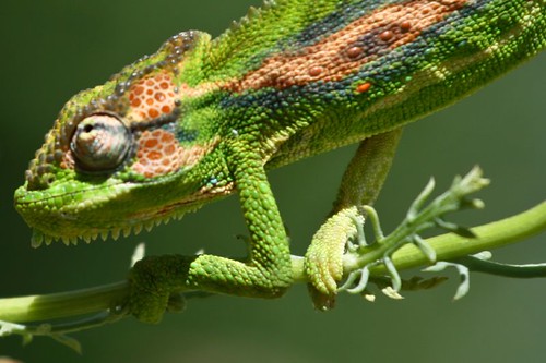 Camera Labs :: View topic - Chameleons are cool