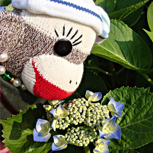 Kei thinks that all sock monkeys should like looking at the lovely hydrangea blossoms! (by martian cat)