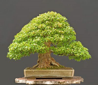 japanese maple bonsai tree. Trident Maple bonsai