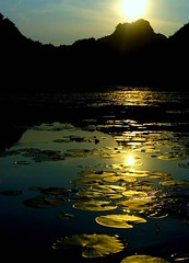 golden lotus lake by linh.ngân