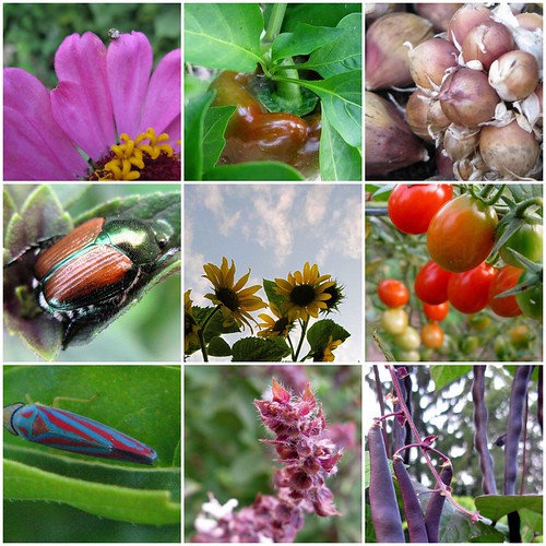 Reds, Green and Purple in the Garden