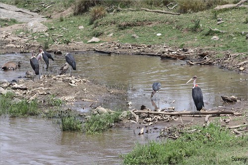 你拍攝的 70 Mara River - More Vultures。