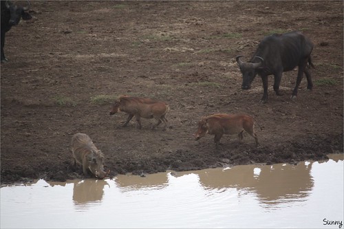 你拍攝的 69 Treetops - Warthog & African Buffalo。