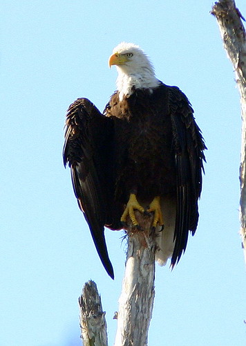 Eagle roosting