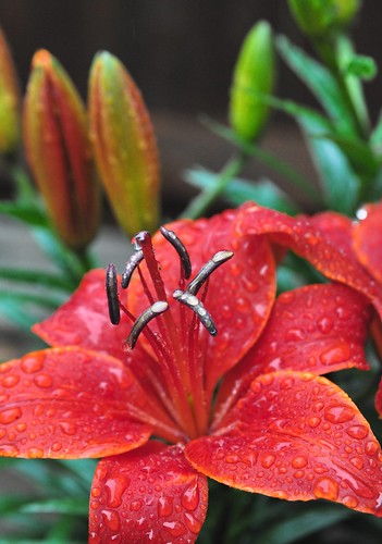 Red Lilly in the rain