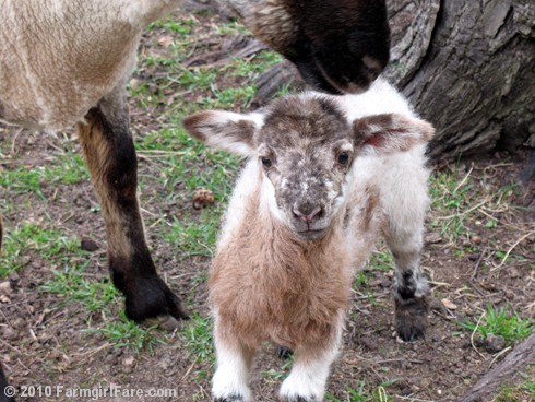 Daisy Mae and ewe lamb on 4-6-10