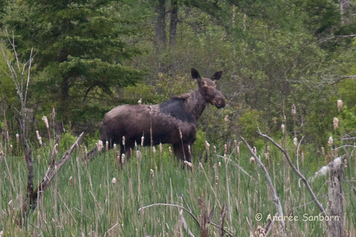 Moose in the Beaver Bog-13.jpg