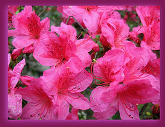 Aprile '08 - A caccia di fiori e colori - 8