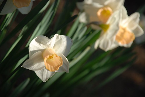 daffodils, peach and white